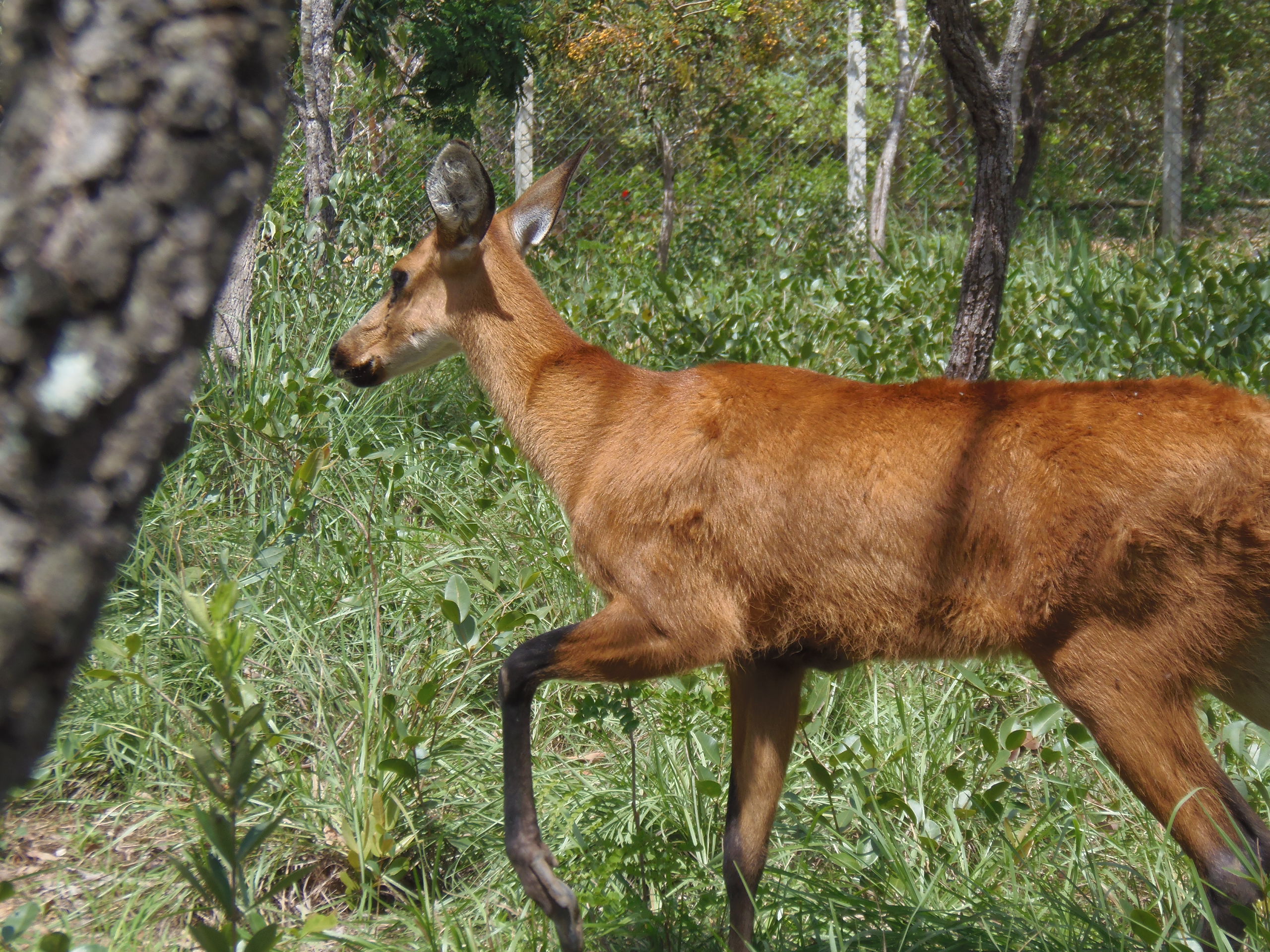 Fêmea de cervo-do-pantanal resgatada de incêndios passa a integrar o Parque Vida Cerrado