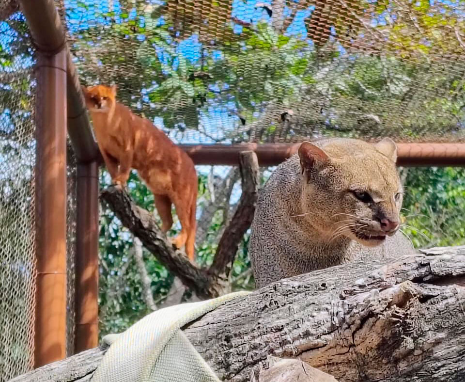 Parque Vida Cerrado recebe casal de gatos-mouriscos e abre votação para escolha dos nomes