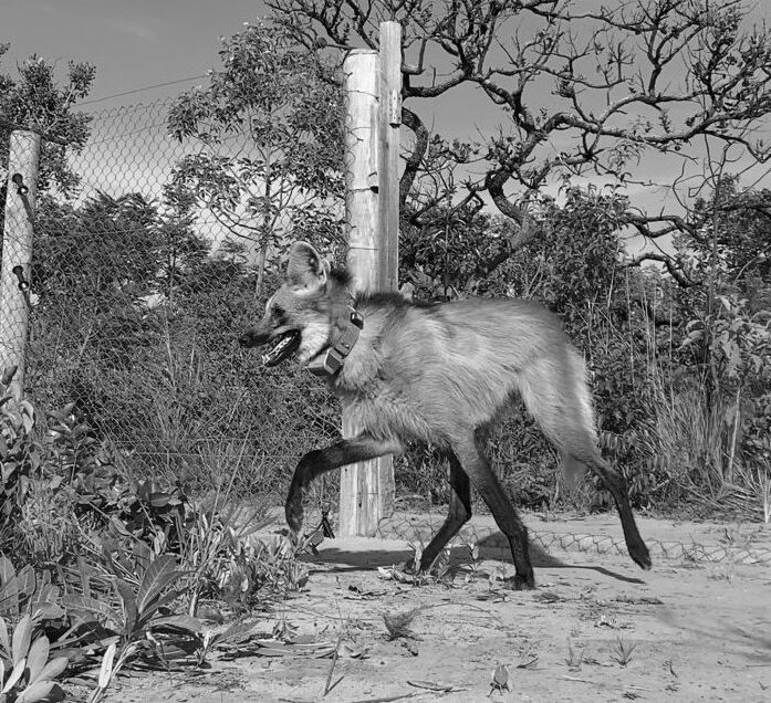 Legado de Jurema reforça a importância da conservação do lobo-guará